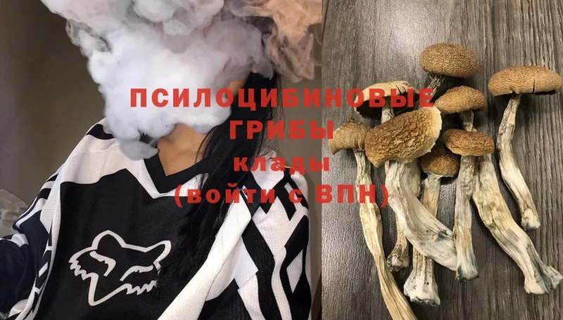 Псилоцибиновые грибы Psilocybe  где купить наркоту  Нижние Серги 